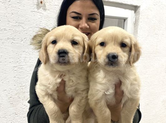 Safkan Golden Retriever Yavrularım görsel