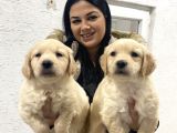 Safkan Golden Retriever Yavrularım