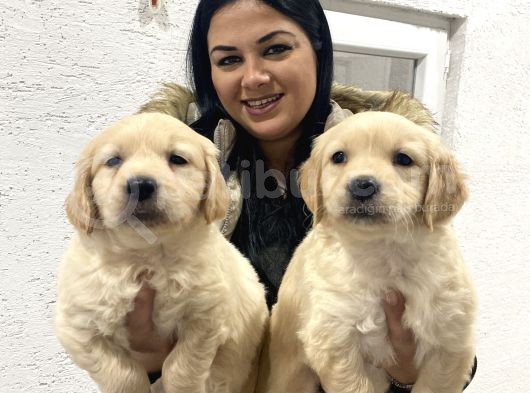 Safkan Golden Retriever Yavrularım görsel