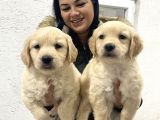 Safkan golden retriever yavrularım