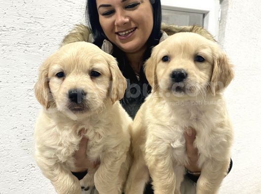 Safkan Golden Retriever Yavrularım
