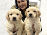 Safkan Golden Retriever Yavrularım