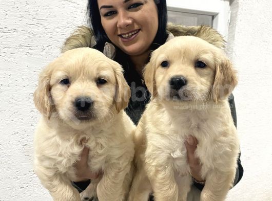 Safkan Golden Retriever Yavrularım görsel