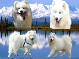 KIF-FCI ŞECERELİ MÜKEMMEL KALİTE SAMOYED YAVRULAR