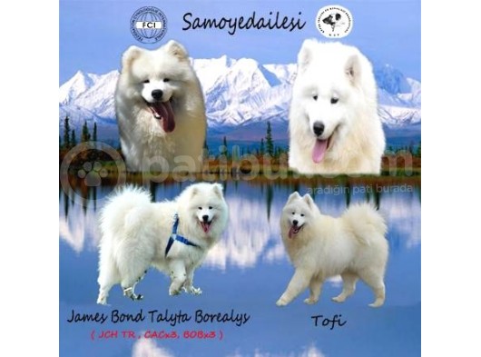 Kif-Fci Şecereli̇ Mükemmel Kali̇te Samoyed Yavrular