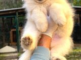 Kif-Fci Şecereli̇ Mükemmel Kali̇te Samoyed Yavrular