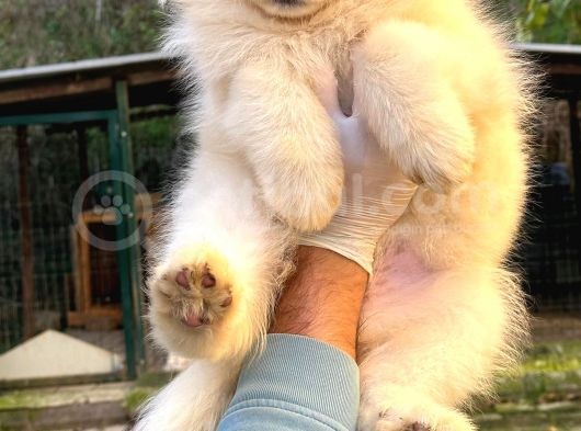 Kif-Fci Şecereli̇ Mükemmel Kali̇te Samoyed Yavrular görsel