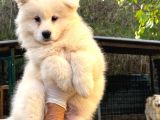 Kif-Fci Şecereli̇ Mükemmel Kali̇te Samoyed Yavrular