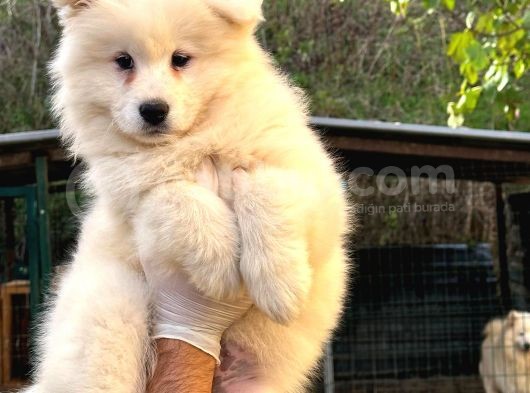 Kif-Fci Şecereli̇ Mükemmel Kali̇te Samoyed Yavrular görsel