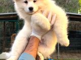 Kif-Fci Şecereli̇ Mükemmel Kali̇te Samoyed Yavrular