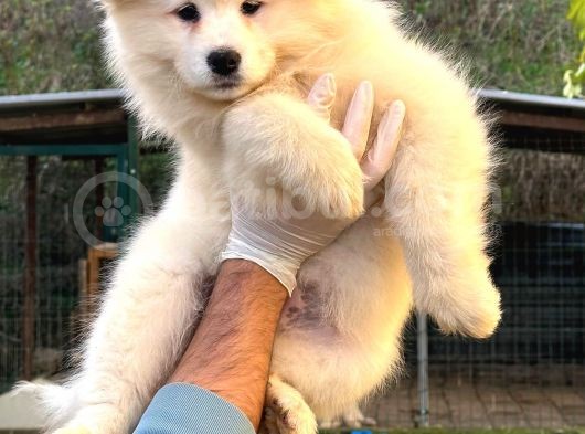 Kif-Fci Şecereli̇ Mükemmel Kali̇te Samoyed Yavrular görsel