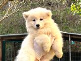 Kif-Fci Şecereli̇ Mükemmel Kali̇te Samoyed Yavrular