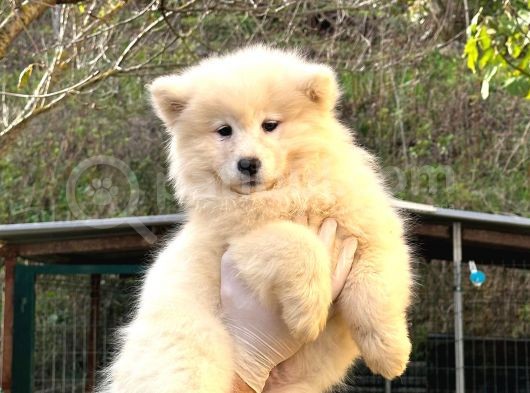 Kif-Fci Şecereli̇ Mükemmel Kali̇te Samoyed Yavrular görsel
