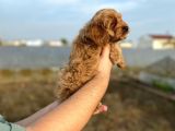 2 Aylik Erkek Cockapoo