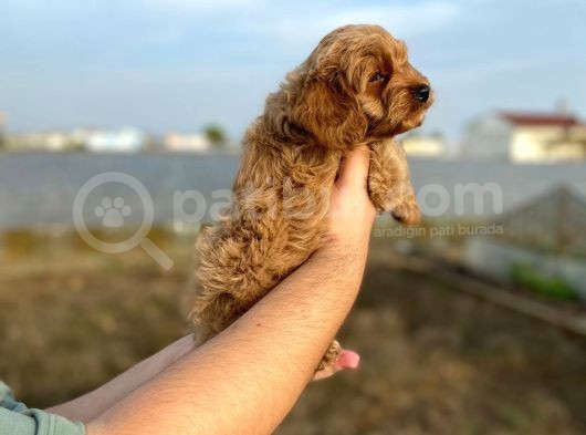 2 Aylik Erkek Cockapoo görsel