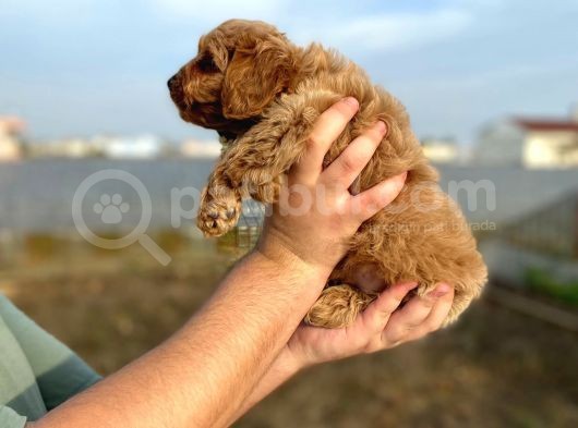 2 Aylik Erkek Cockapoo görsel