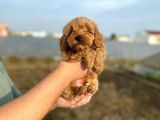 2 Aylik Erkek Cockapoo