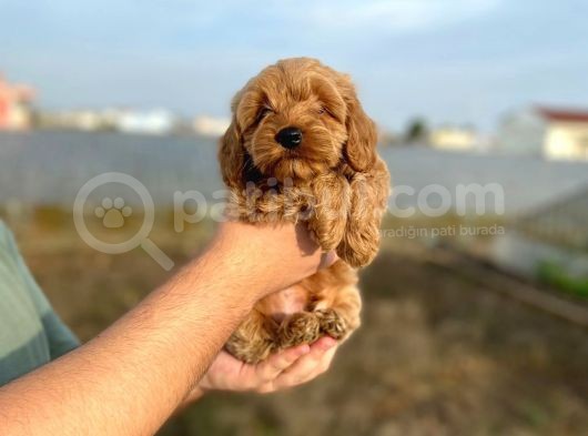2 Aylik Erkek Cockapoo görsel