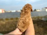 2 Aylik Erkek Cockapoo