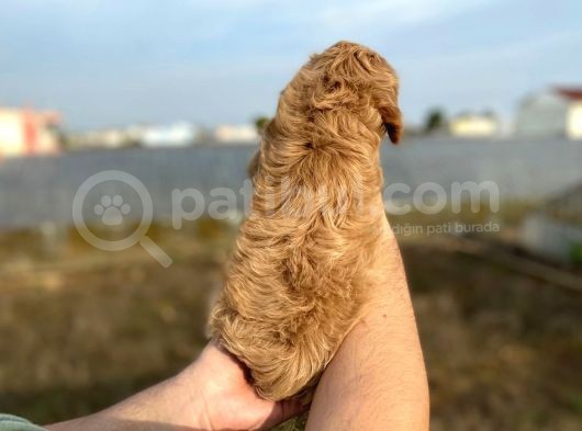 2 Aylik Erkek Cockapoo görsel