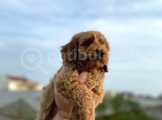 2 Aylik Erkek Cockapoo