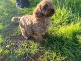 2 Aylik Toy Poodle