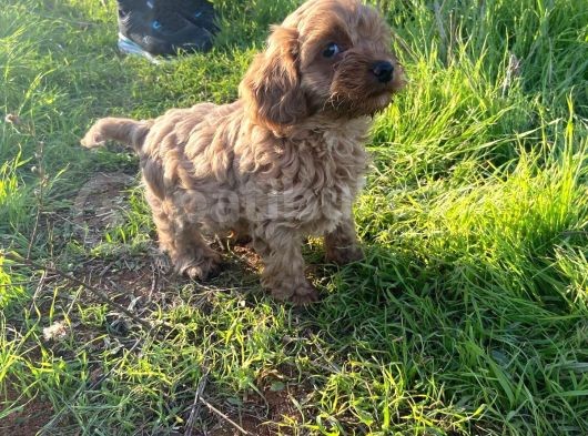 2 Aylik Toy Poodle görsel