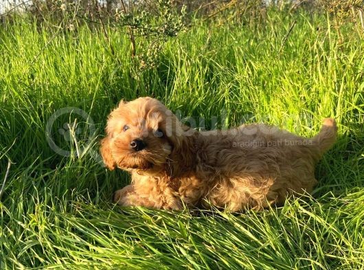 2 Aylik Toy Poodle görsel