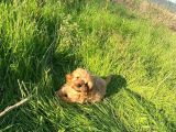 2 Aylik Toy Poodle
