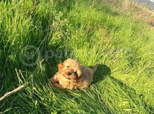 2 Aylik Toy Poodle görsel