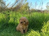 2 AYLIK TOY POODLE