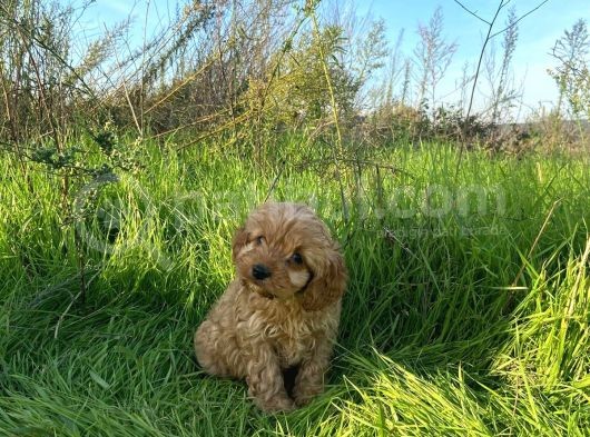 2 Aylik Toy Poodle