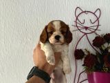 MUHTEŞEM KİNG CHARLES YAVRULARI