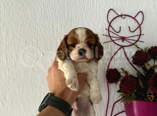 Muhteşem Ki̇ng Charles Yavrulari