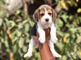 ERKEK DİŞİ BUGÜNE ÖZEL BEAGLE YAVRULAR