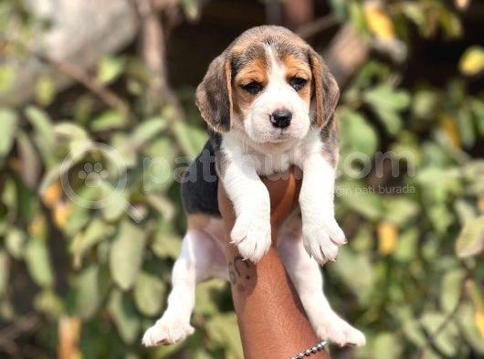Erkek Di̇şi̇ Bugüne Özel Beagle Yavrular