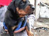 Safkan Doberman Yavrular