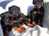 Safkan Doberman Yavrular