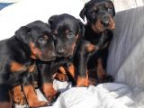 Safkan doberman yavrular