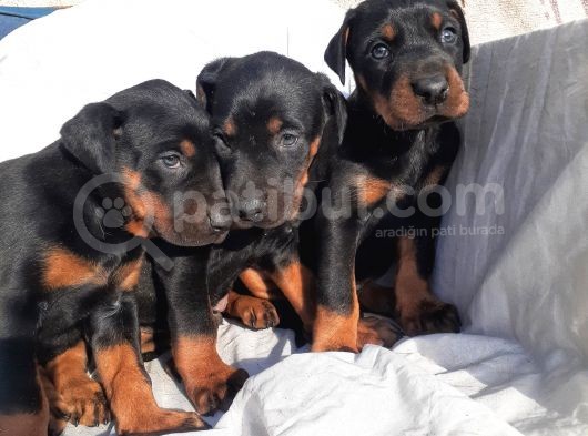 Safkan Doberman Yavrular