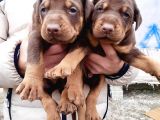 Safkan Doberman Yavrular