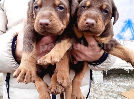 Safkan Doberman Yavrular görsel