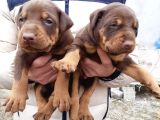 Safkan Doberman Yavrular