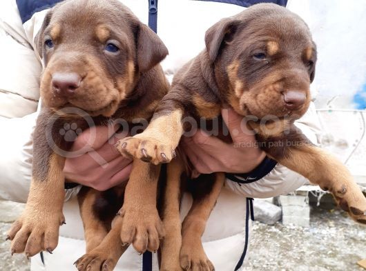 Safkan Doberman Yavrular görsel
