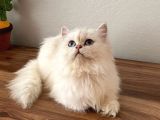 Safkan Dişi British Longhair