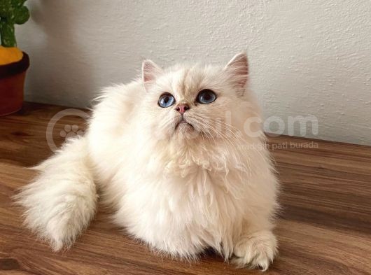 Safkan Dişi British Longhair görsel