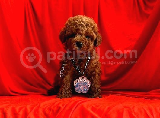 Çok Özel Red Brown Toy Poodle Yavrularimiz