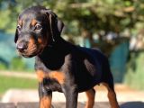 Doberman Yavruları