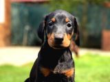 Doberman Yavruları