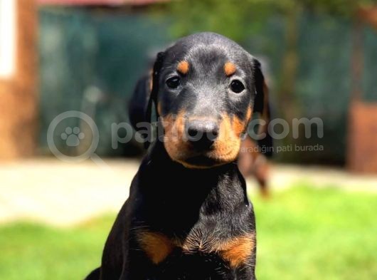 Doberman Yavruları görsel